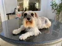 Nina, a female Miniature Schnauzer for sale in Oxnard, CA – Photo 1 of 6