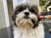AKCS4-3, a male Shih Tzu for sale in Oxnard, CA – Photo 6 of 9