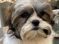 AKCS4-3, a male Shih Tzu for sale in Oxnard, CA – Photo 5 of 9