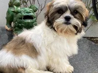 AKCS4-3, a male Shih Tzu for sale in Oxnard, CA – Photo 8 of 9