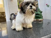 AKCS4-3, a male Shih Tzu for sale in Oxnard, CA – Photo 3 of 9