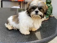 AKCS4-3, a male Shih Tzu for sale in Oxnard, CA – Photo 7 of 9