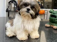 AKCS4-3, a male Shih Tzu for sale in Oxnard, CA – Photo 9 of 9