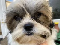 AKCS4-3, a male Shih Tzu for sale in Oxnard, CA – Photo 4 of 9