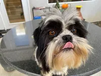 Cookie, a female Shih Tzu for sale in Oxnard, CA – Photo 2 of 4