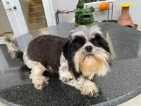 Cookie, a female Shih Tzu for sale in Oxnard, CA – Photo 4 of 4