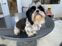 Cookie, a female Shih Tzu for sale in Oxnard, CA – Photo 3 of 4