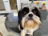 Cookie, a female Shih Tzu for sale in Oxnard, CA – Photo 1 of 4