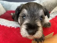 AKC-M33, a male Miniature Schnauzer for sale in Oxnard, CA – Photo 2 of 3
