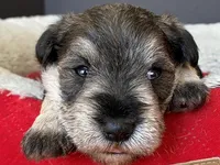 AKC-M33, a male Miniature Schnauzer for sale in Oxnard, CA – Photo 1 of 3