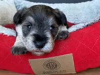 AKC-M33, a male Miniature Schnauzer for sale in Oxnard, CA – Photo 3 of 3