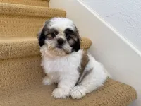 AKCS3-3, a male Shih Tzu for sale in Oxnard, CA – 2 of 8