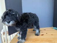 AKCM1-4, a male Miniature Schnauzer for sale in Oxnard, CA – 3 of 7