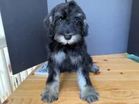 AKCM1-4, a male Miniature Schnauzer for sale in Oxnard, CA – 6 of 7