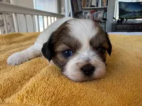 AKCS3-5, a male Shih Tzu for sale in Oxnard, CA – 6 of 8