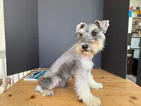 AKCM2-4, a male Miniature Schnauzer for sale in Oxnard, CA – 7 of 8