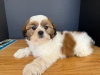 AKCS3-5, a male Shih Tzu for sale in Oxnard, CA – 7 of 8