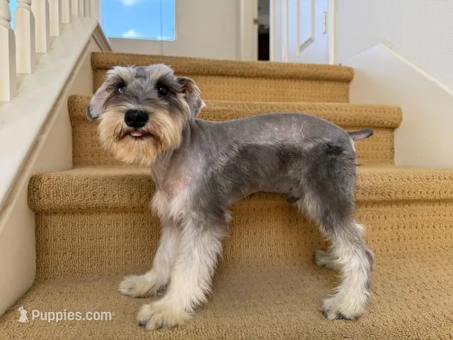 AKCM2-4 – Miniature Schnauzer puppy for sale in Oxnard, CA