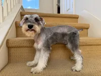 AKCM2-4, a male Miniature Schnauzer for sale in Oxnard, CA – 1 of 8