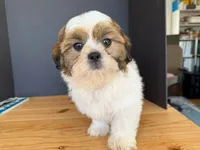 AKCS3-5, a male Shih Tzu for sale in Oxnard, CA – 5 of 8