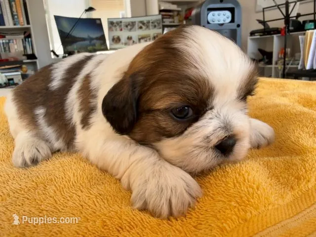 AKC3-4 – Shih Tzu puppy for sale in Oxnard, CA