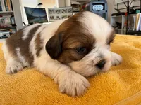 AKC3-4, a male Shih Tzu for sale in Oxnard, CA – 1 of 8