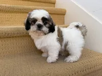 AKCS3-3, a male Shih Tzu for sale in Oxnard, CA – 3 of 8