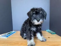 AKCM1-3, a male Miniature Schnauzer for sale in Oxnard, CA – 4 of 6