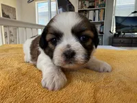 AKCS3-2, a female Shih Tzu for sale in Oxnard, CA – 5 of 8