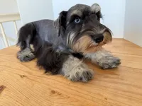 AKCM1-2, a male Miniature Schnauzer for sale in Oxnard, CA – 4 of 8