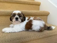AKCS3-5, a male Shih Tzu for sale in Oxnard, CA – 5 of 8