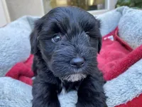 AKCM3-1, a female Miniature Schnauzer for sale in Oxnard, CA – Photo 1 of 5