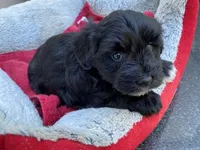 AKCM3-1, a female Miniature Schnauzer for sale in Oxnard, CA – Photo 5 of 5