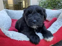 AKCM3-1, a female Miniature Schnauzer for sale in Oxnard, CA – Photo 4 of 5