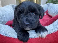AKCM3-1, a female Miniature Schnauzer for sale in Oxnard, CA – Photo 3 of 5
