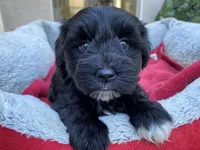 AKCM3-1, a female Miniature Schnauzer for sale in Oxnard, CA – Photo 2 of 5