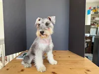AKCM2-4, a male Miniature Schnauzer for sale in Oxnard, CA – 2 of 8