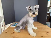 AKCM2-4, a male Miniature Schnauzer for sale in Oxnard, CA – 8 of 8