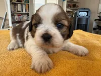 AKC3-4, a male Shih Tzu for sale in Oxnard, CA – 5 of 8