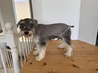 AKCM2-5, a male Miniature Schnauzer for sale in Oxnard, CA – 8 of 8