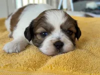 AKCS3-5, a male Shih Tzu for sale in Oxnard, CA – 8 of 8