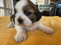 AKC3-4, a male Shih Tzu for sale in Oxnard, CA – 2 of 8
