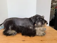 AKCM1-2, a male Miniature Schnauzer for sale in Oxnard, CA – 6 of 8