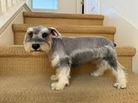 AKCM2-1, a female Miniature Schnauzer for sale in Oxnard, CA – 3 of 8