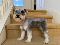 AKCM2-4, a male Miniature Schnauzer for sale in Oxnard, CA – 6 of 8