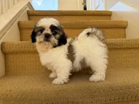 AKCS3-3, a male Shih Tzu for sale in Oxnard, CA – 4 of 8