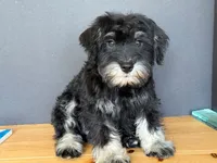 AKCM1-3, a male Miniature Schnauzer for sale in Oxnard, CA – 3 of 6