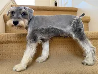 AKCM2-5, a male Miniature Schnauzer for sale in Oxnard, CA – 5 of 8