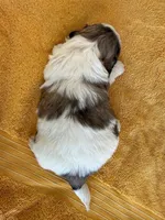 AKCS3-3, a male Shih Tzu for sale in Oxnard, CA – 7 of 8