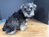 AKCM6-7, a male Miniature Schnauzer for sale in Oxnard, CA – Photo 7 of 8